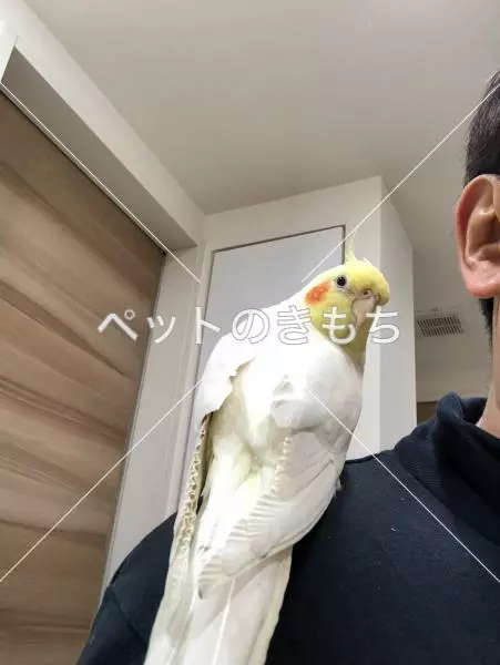 コメント投稿の画像