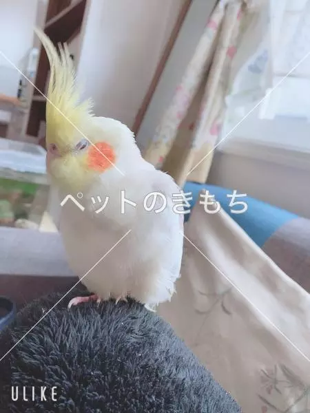 迷子鳥の画像