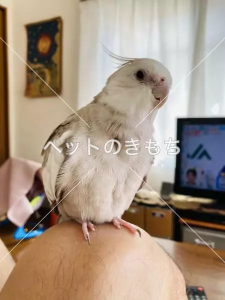 迷子鳥の画像