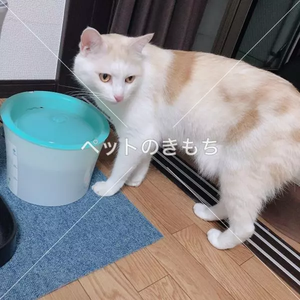 コメント投稿の画像