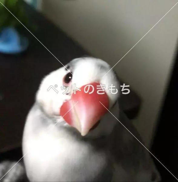 迷子鳥の画像