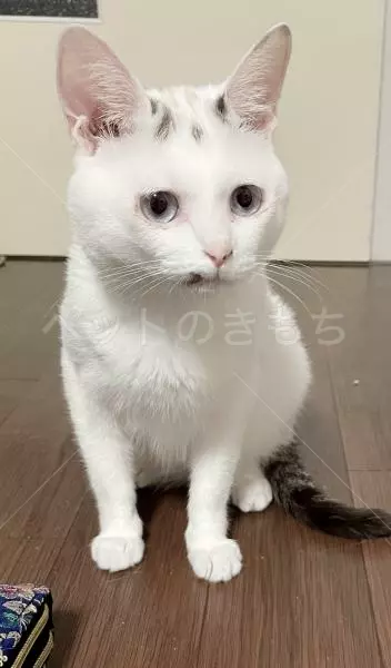 迷子猫の画像
