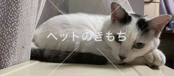 迷子猫の画像
