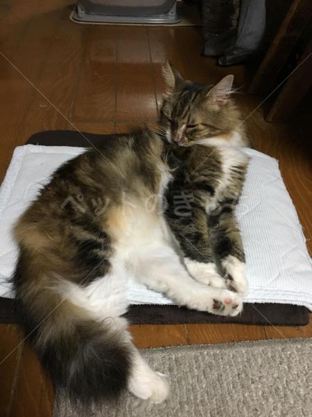 千葉県で猫を保護しました 猫種 雑種 三毛長毛種 つま先白 投稿no 4007 1