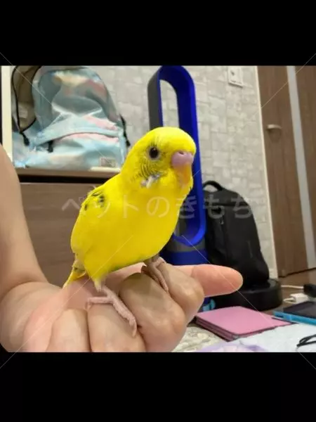 迷子鳥の画像