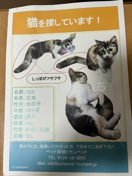 迷子猫の画像