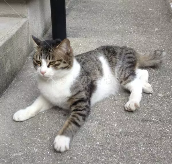 迷子猫の画像