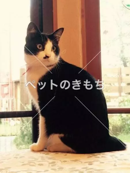 迷子猫の画像