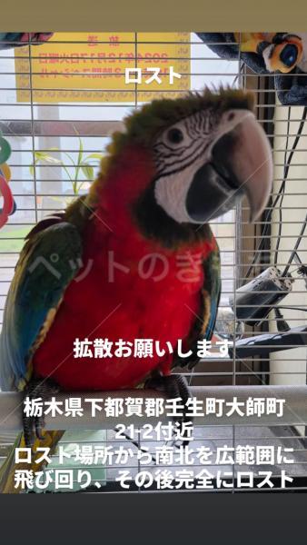 迷子鳥の画像
