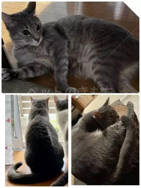 コメントの画像