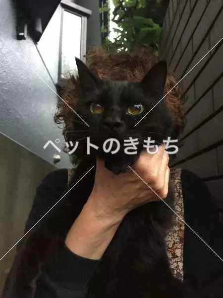 コメント投稿の画像