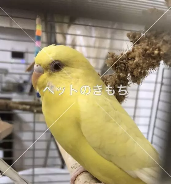 迷子鳥の画像