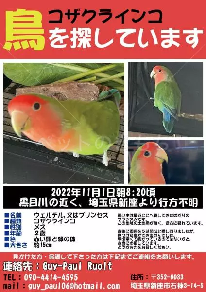 迷子鳥の画像