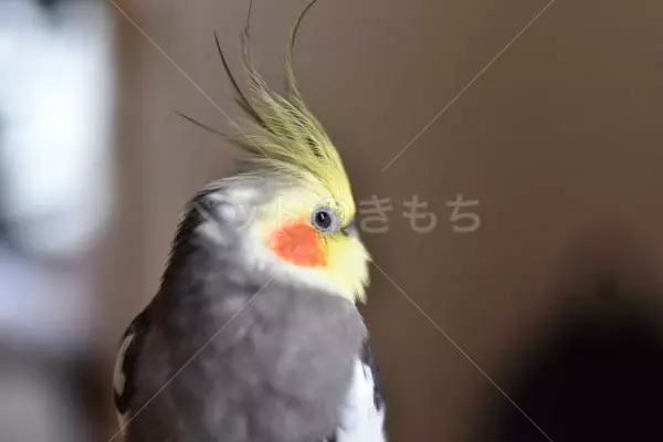 迷子鳥の画像