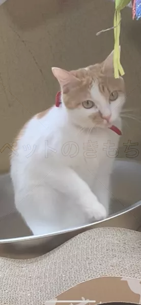 迷子猫の画像