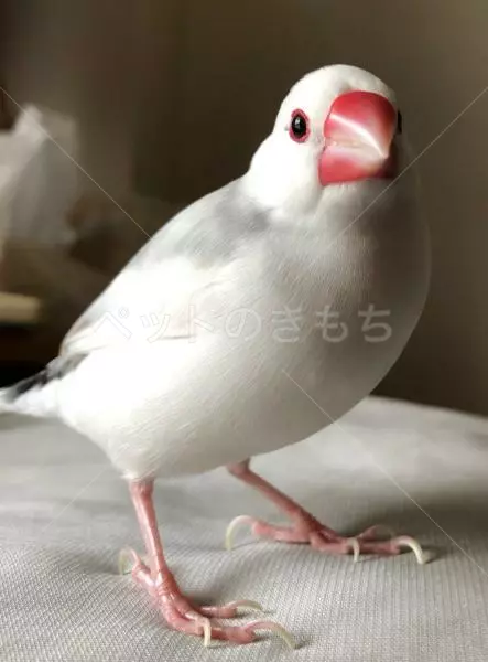 迷子鳥の画像