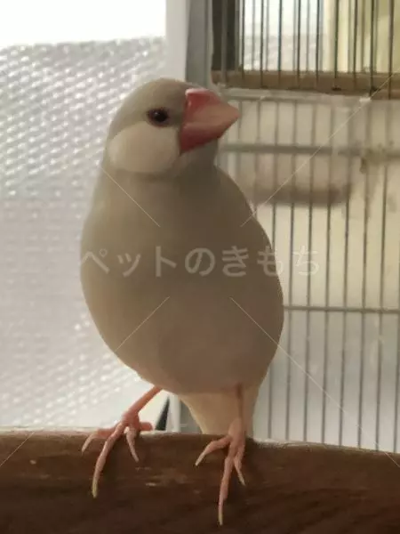迷子鳥の画像