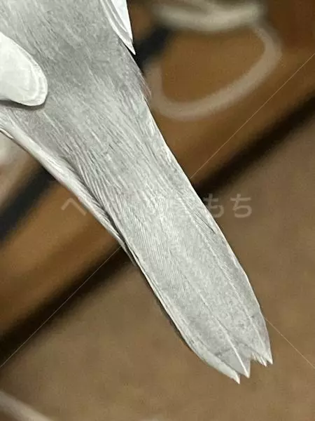 コメントの画像