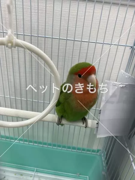 保護鳥の画像