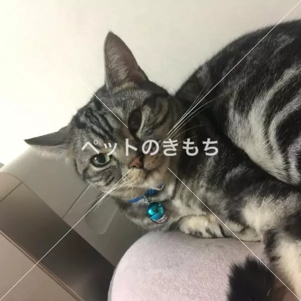迷子猫の画像