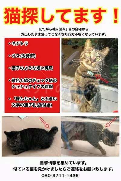 迷子猫の画像