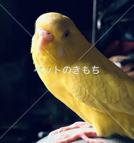 迷子鳥の画像