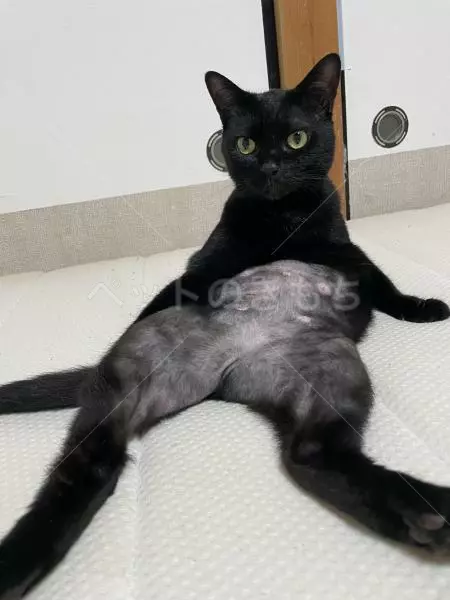 迷子猫の画像