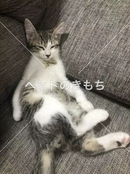 迷子猫の画像