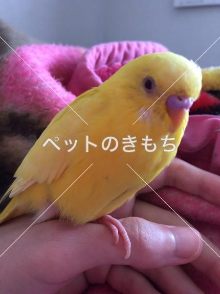 迷子鳥の画像