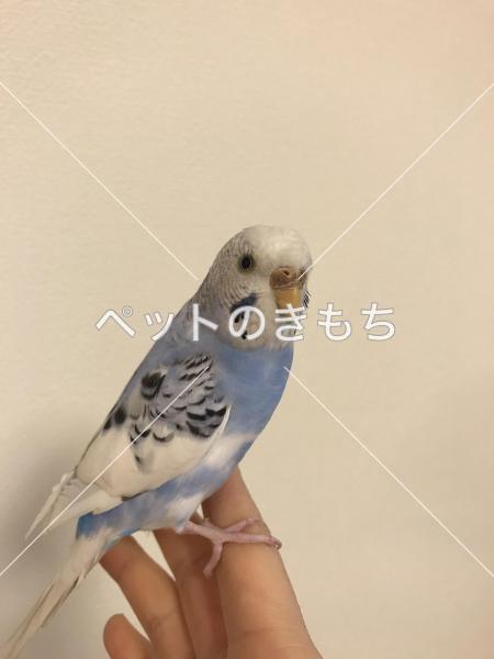 保護鳥の画像