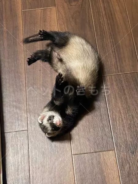 迷子ペットの画像