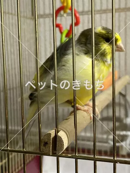 迷子鳥の画像