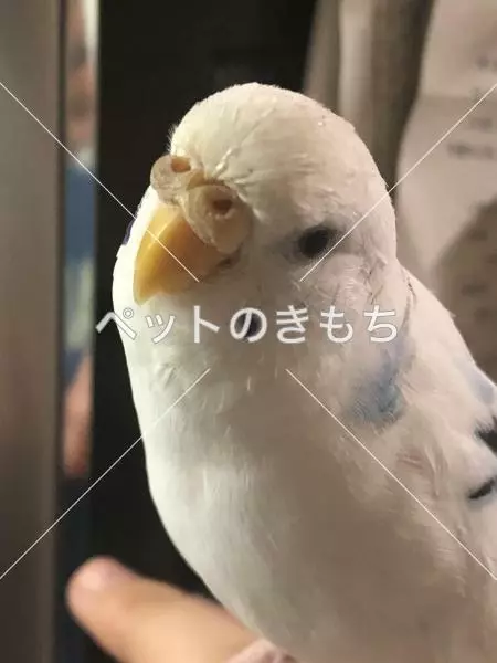 迷子鳥の画像