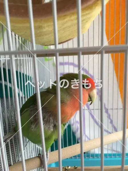 迷子鳥の画像