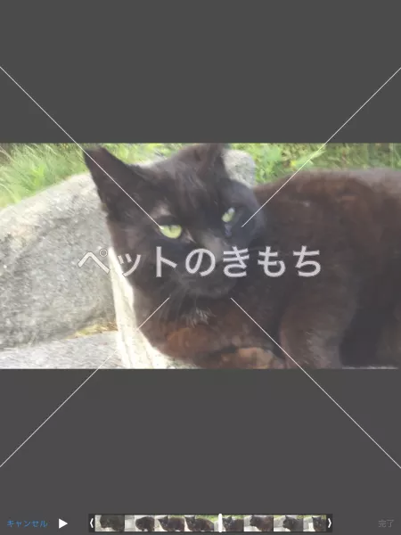迷子猫の画像