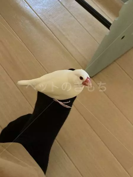 迷子鳥の画像