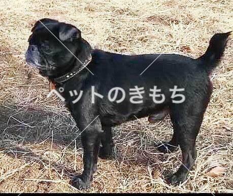 迷子犬の画像