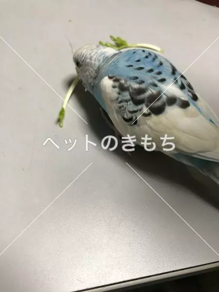 コメント投稿の画像