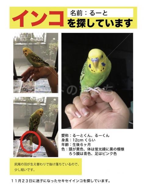 迷子鳥の画像