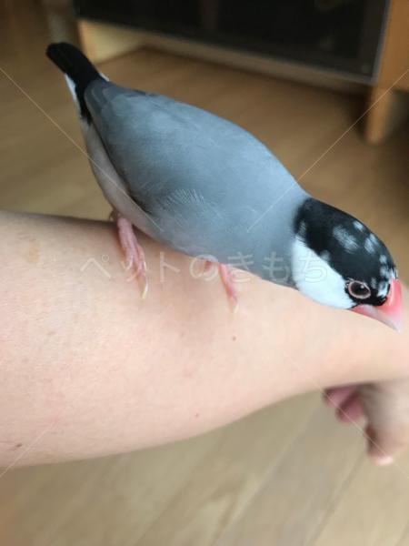 高知県で鳥が迷子になりました 鳥の種類 桜文鳥 投稿no 1 高知県で鳥が迷子になりました 鳥の種類 桜文鳥 投稿no 1