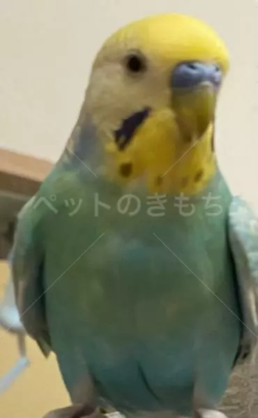 迷子鳥の画像