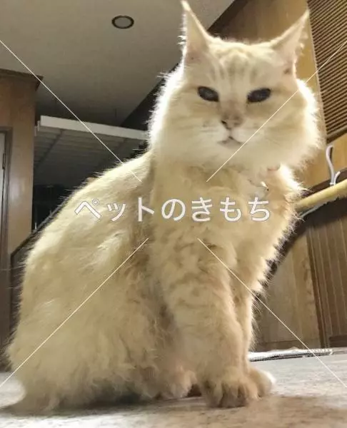 迷子猫の画像