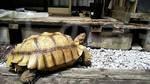 迷子動物の写真