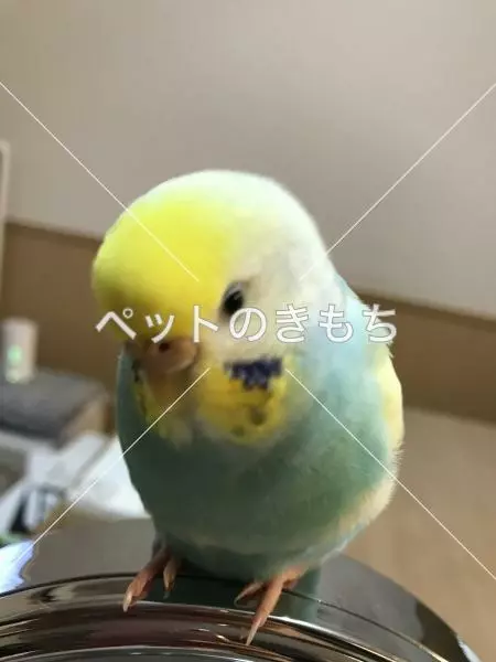 迷子鳥の画像