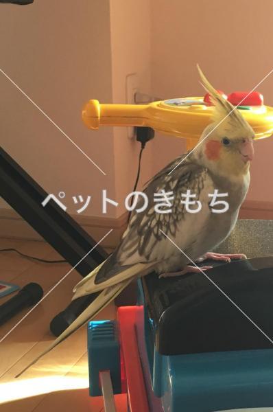 保護鳥の画像