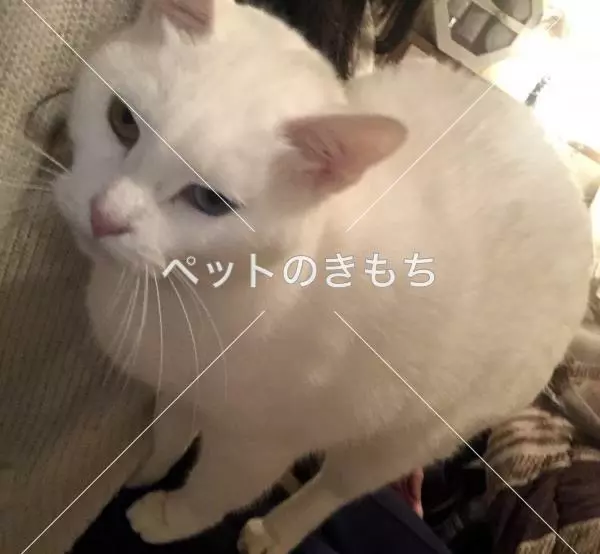 迷子猫の画像