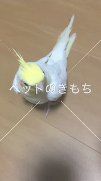 迷子鳥の画像