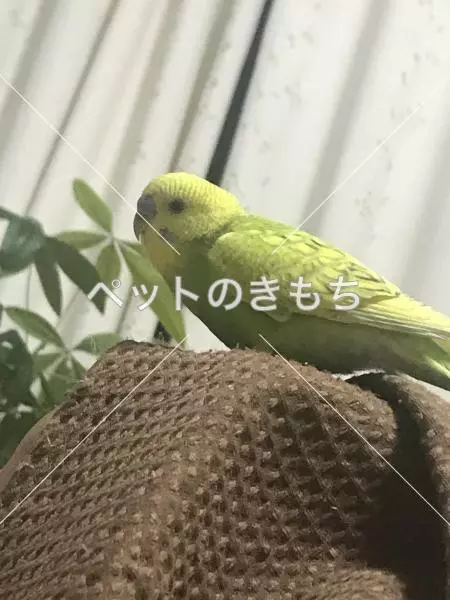 迷子鳥の画像