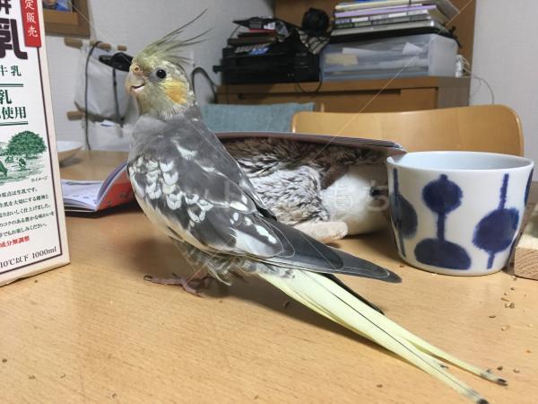 迷子鳥の画像