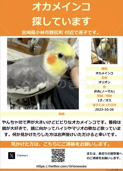 迷子鳥の画像